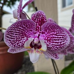 Phalaenopsis, Orchid
