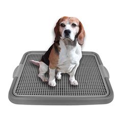 “New”Mesh Training Potty Tray For Puppy And Small Dogs(20” X16” 1.5”)