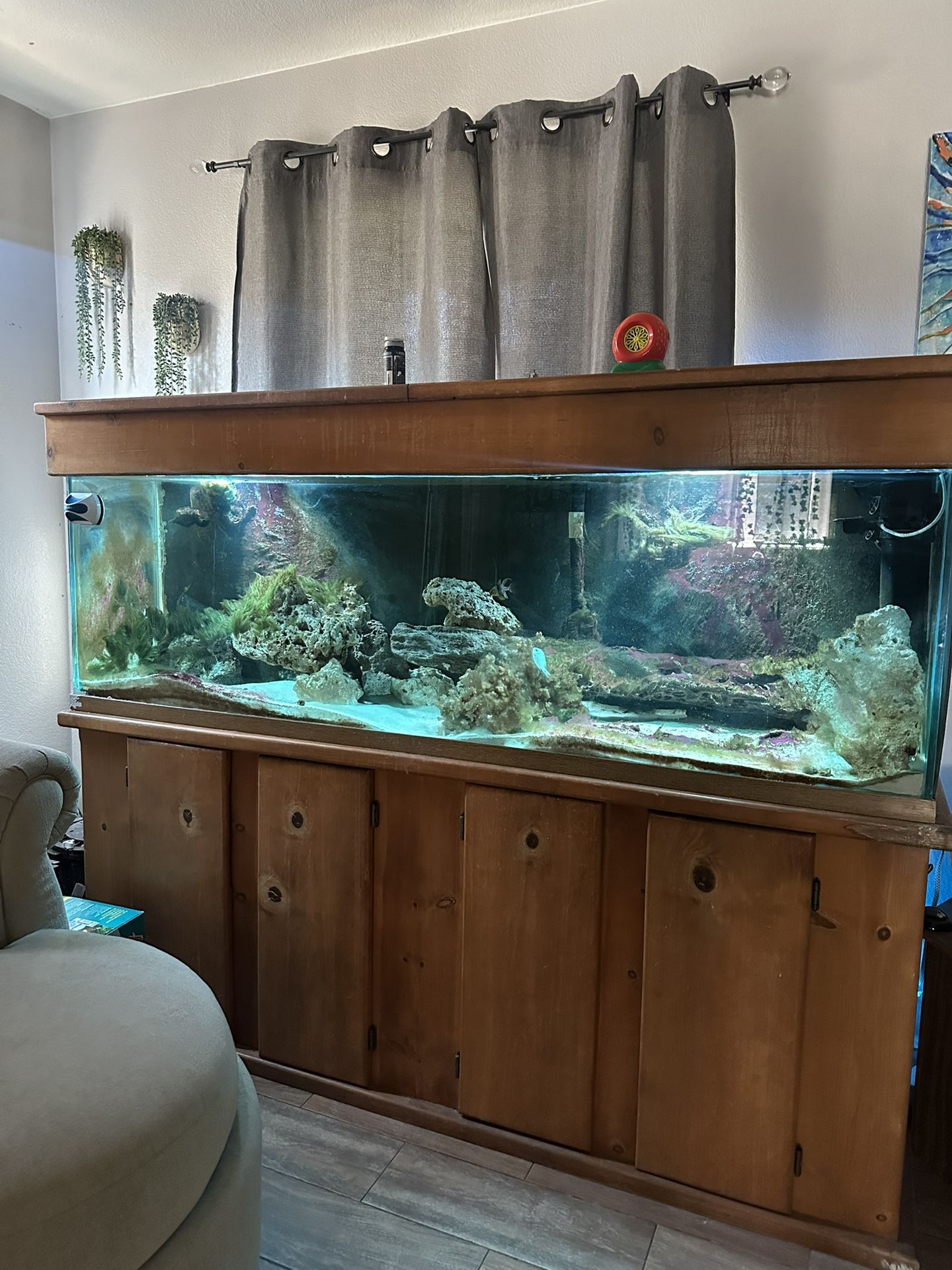 125 Gallon Aquarium with Everything