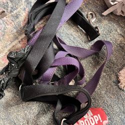 Dog Leash 