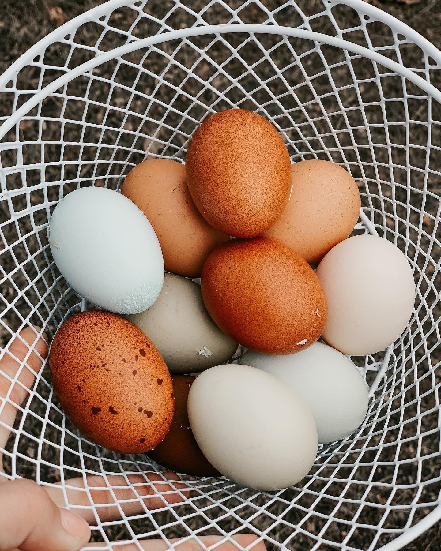 Fresh Eggs Huevos Frescos