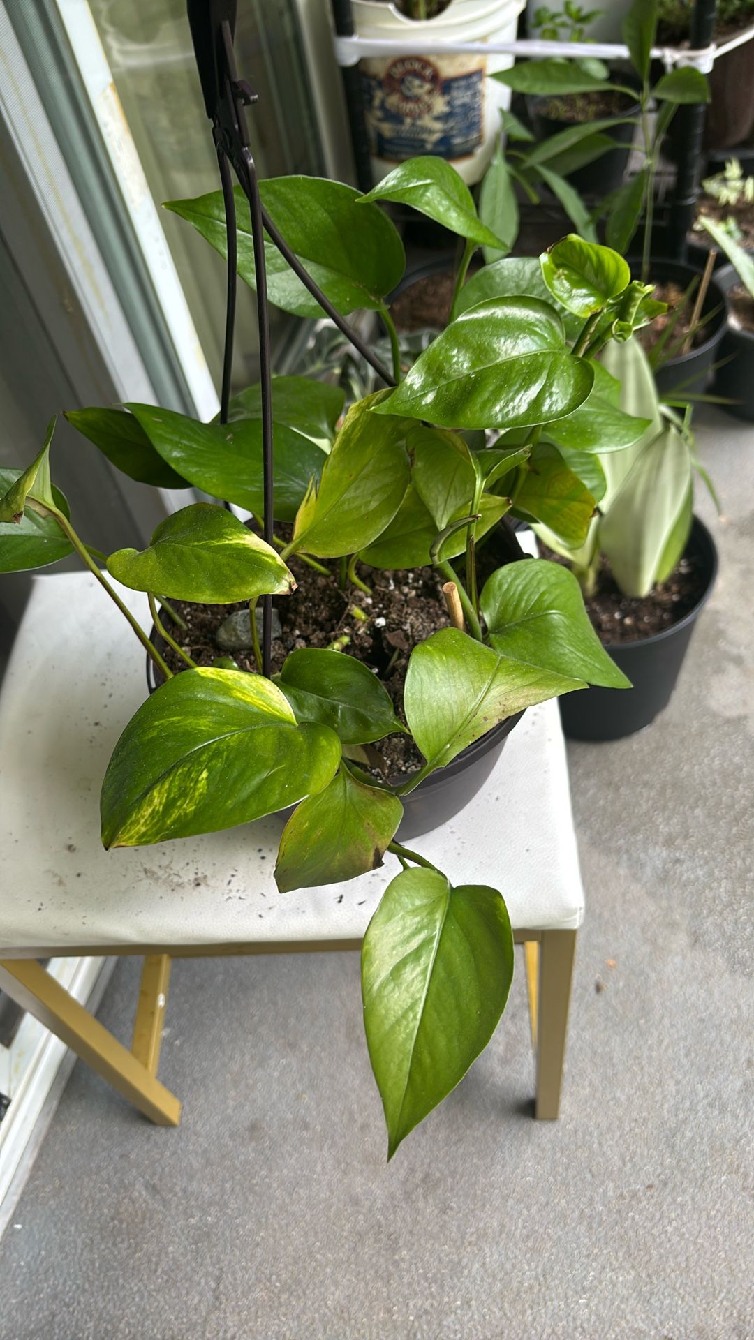 Pothos Plant