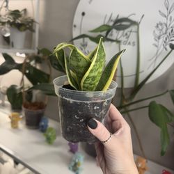 Snake Plant