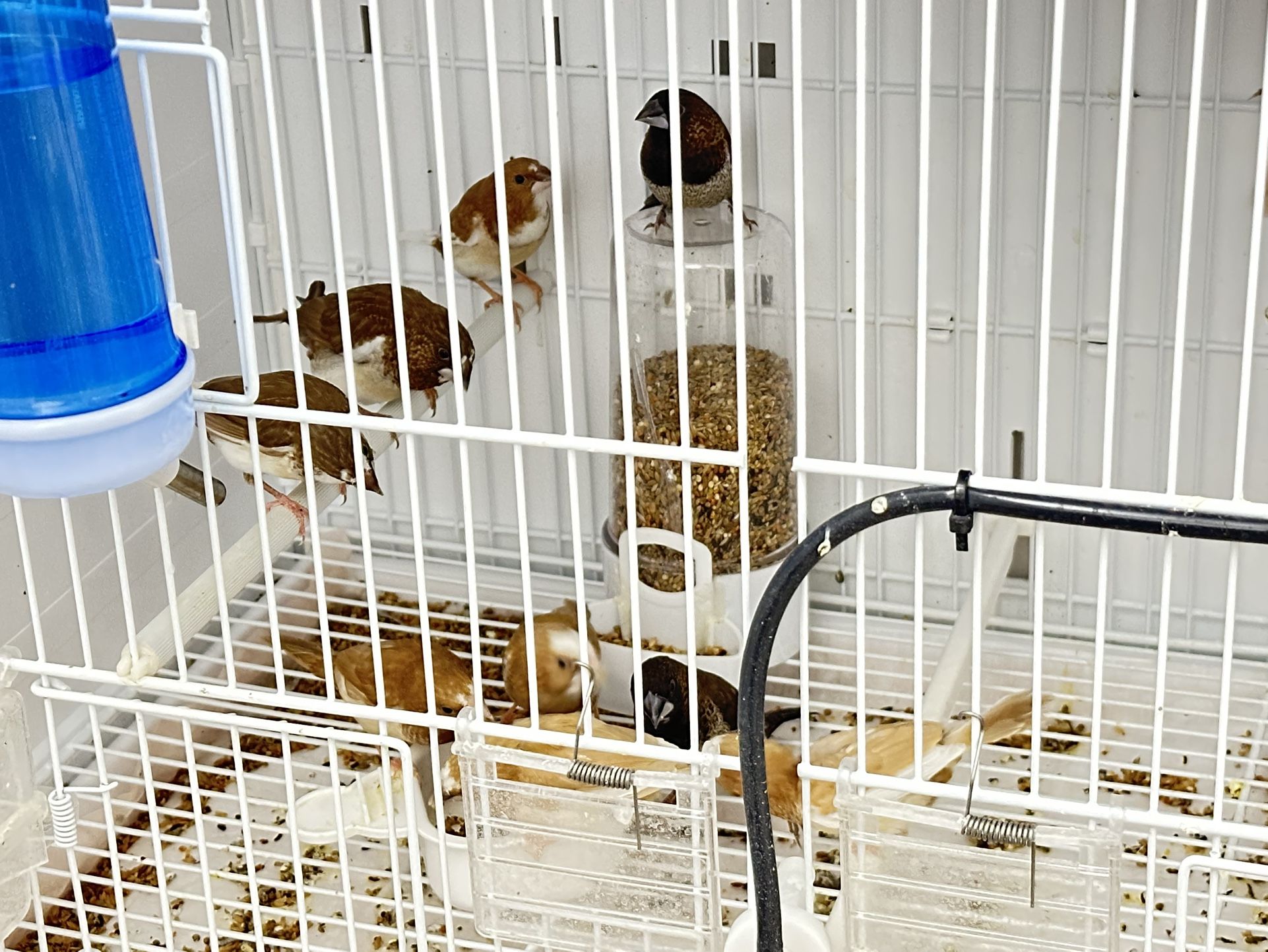 Finches Cage And Accessories Available