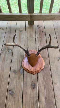 Deer horn mount