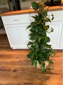 Indoor Pothos plant