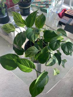 Pothos House Plant