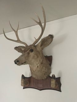 Deer rifle holder taxidermy