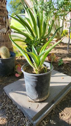 Agave desmettiana Plant