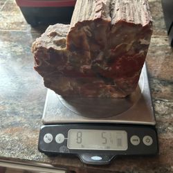 Beautiful petrified wood