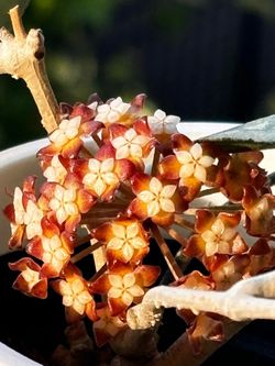 Hoya Chicken 🐓 Farm