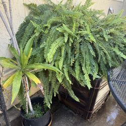 Ferns (free) 