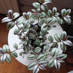 Deep Purple Striped Tradescantia Zabrina plant/ indoor plant/ house plant/ flower patio garden