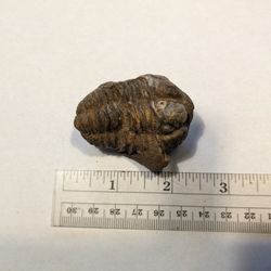 Giant Trilobite