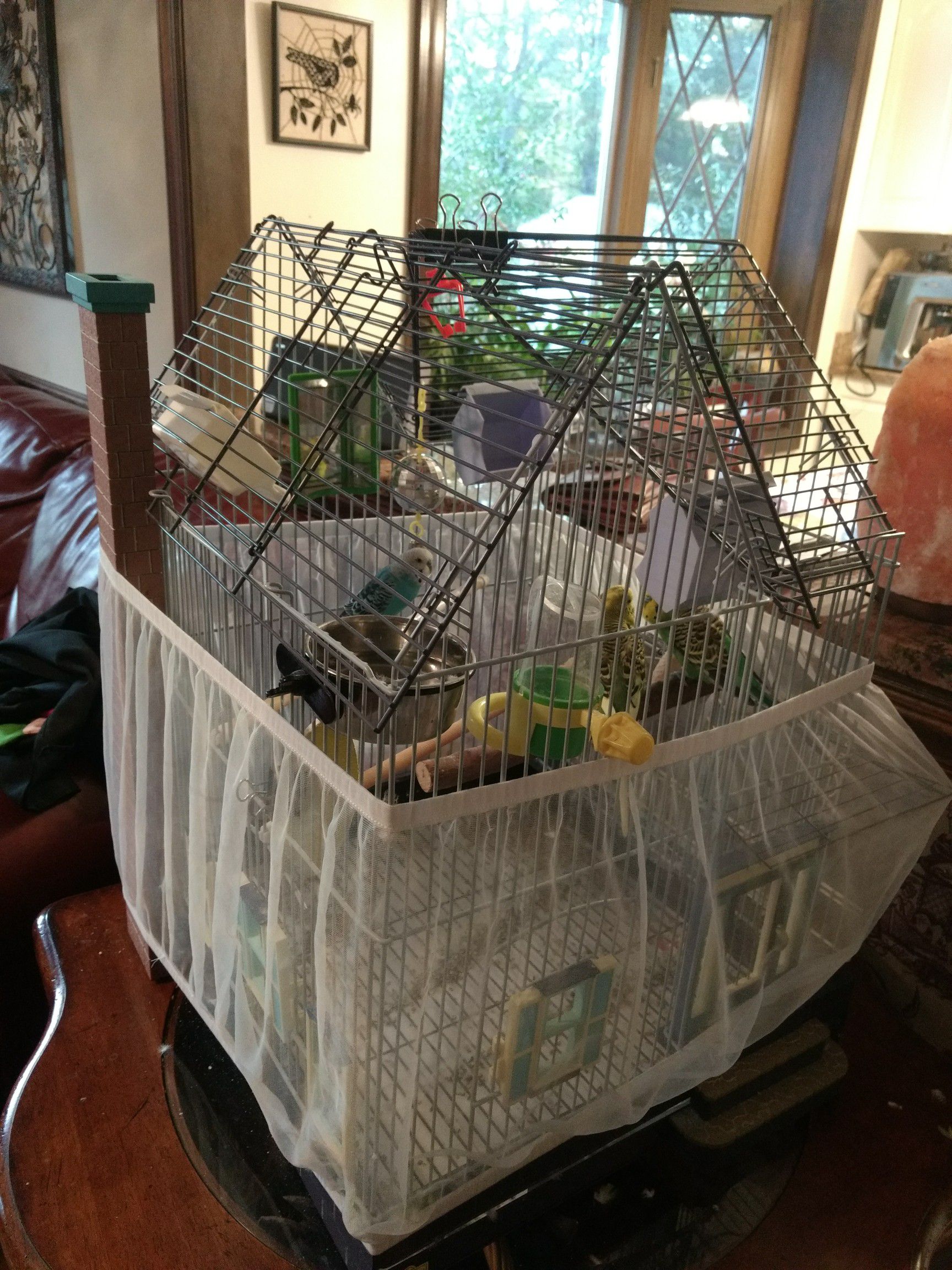 Cage for birds, Parakeets