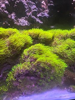 10 gallon reef tank