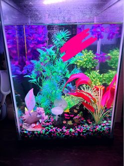 10 gallon fishtank