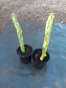 Cactus