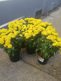 6 Mini Yellow Mum Perennials