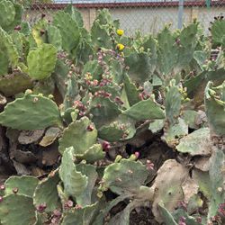 Free Cactus Pads