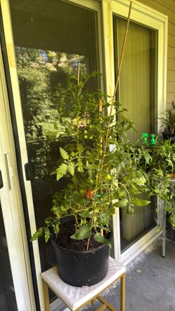 Tomatoes plan out door plant