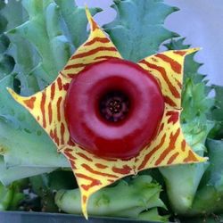 Lifesaver Cactus Huernia Zebrina Live Houseplant Cactus Live Plant Cacti Small Collectible