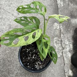Variegated Monstera Swiss Cheese