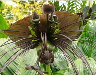 Big  indoor plant Tacca