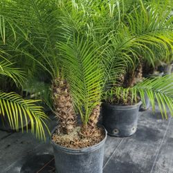Beautiful Robollinis Palms About 6 Feet Tall!!! Fertilized 