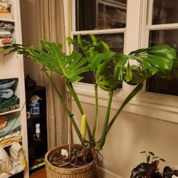 GIANT Monstera With FRUIT!!