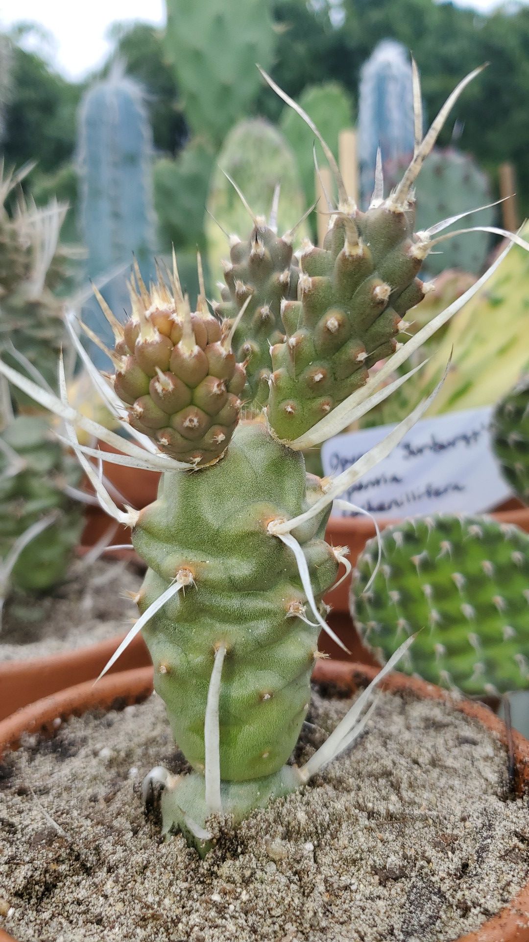 Paper Spine Cactus (Tephrocactus articulatus papyracanthus)