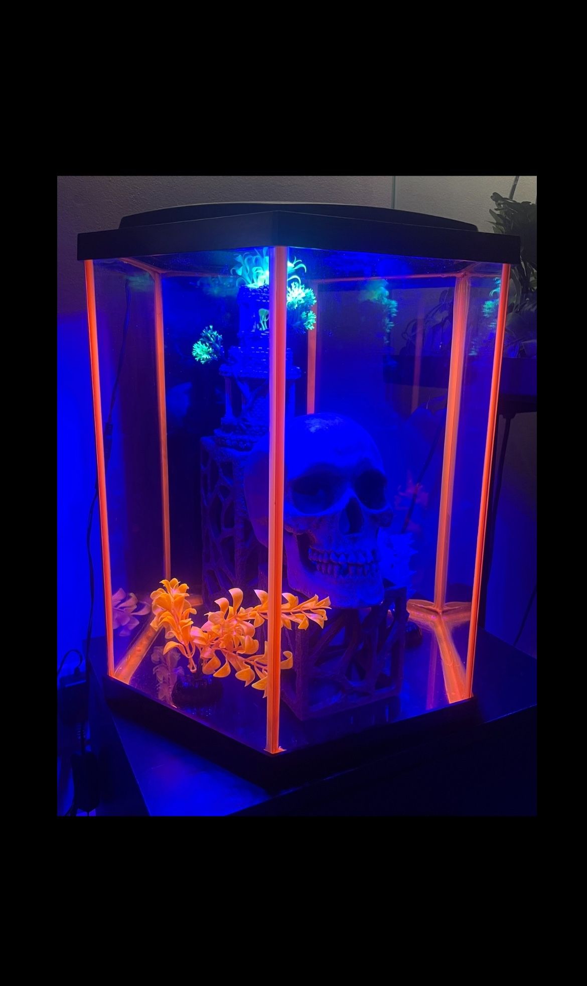 fish tank kit