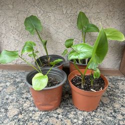 Calla Lily Plants 