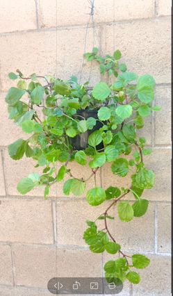 Plant De la abudansia