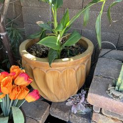 Pots With  Rose And Plants 