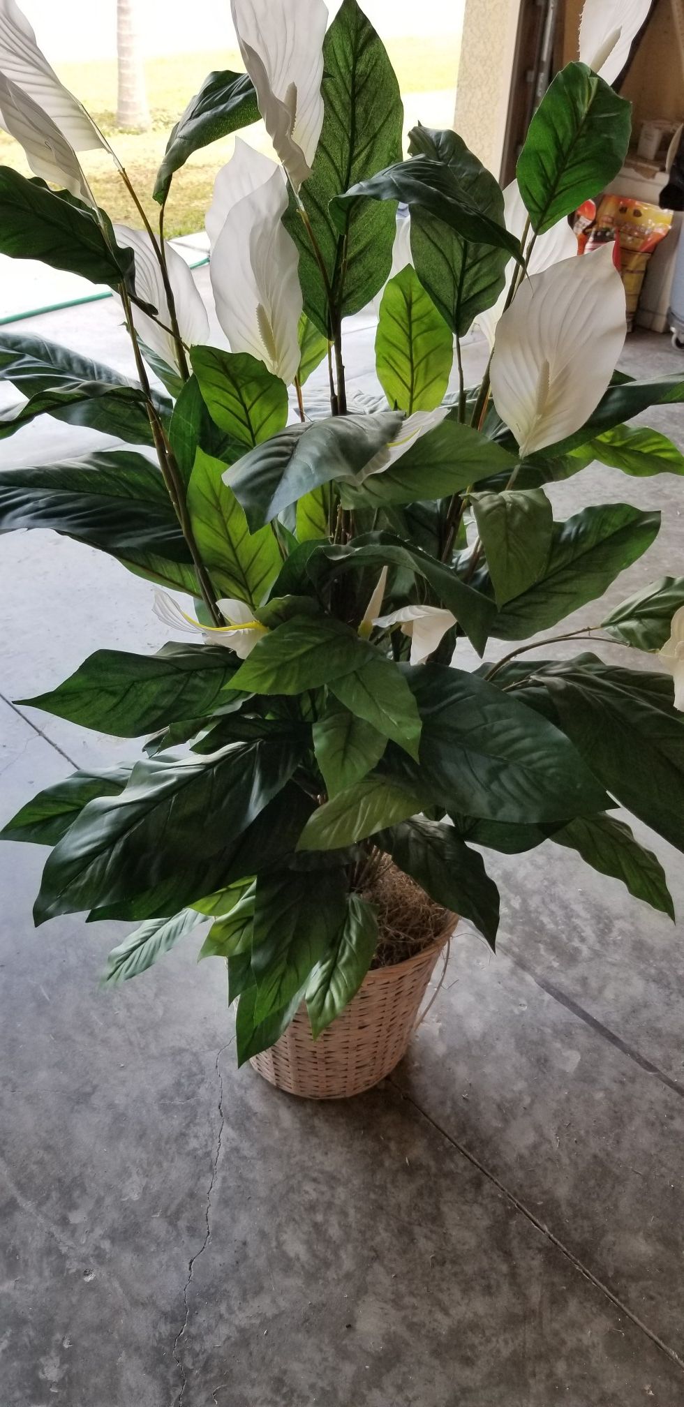 Artificial Plant and 2 Racks