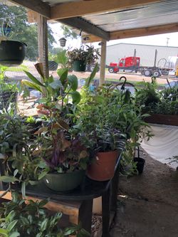 Plants for sell