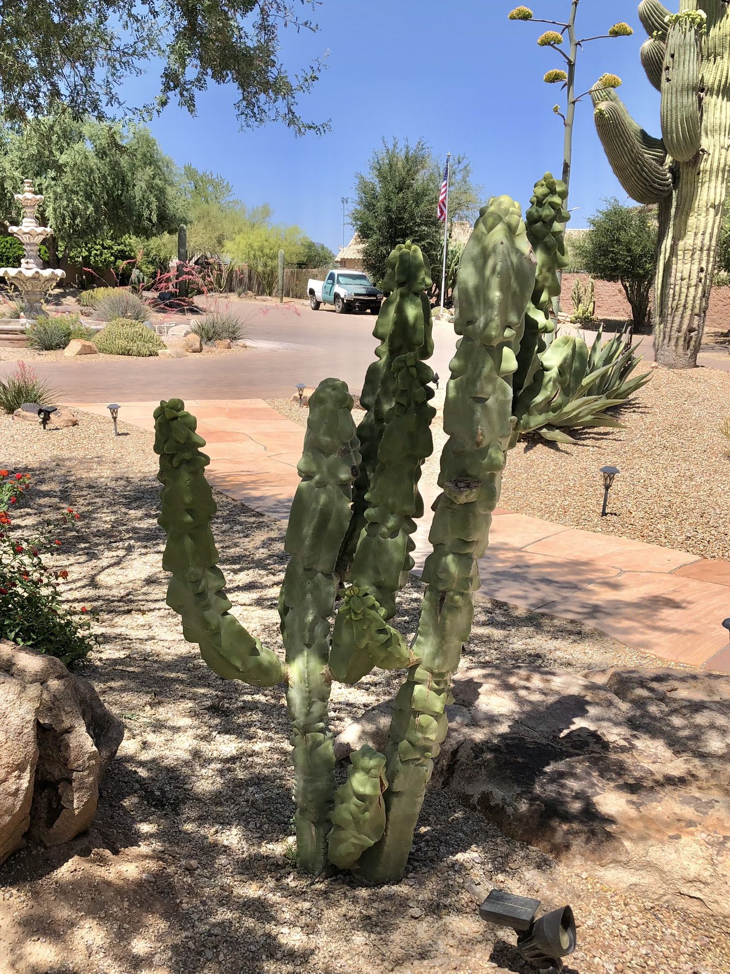 I Buy Cactus 