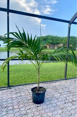 christmas palm adonidia merrillii (7 gallon)