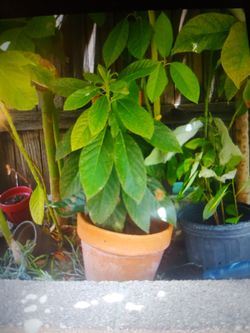 Avocado plants