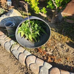 Aloe Plants With Large Pot