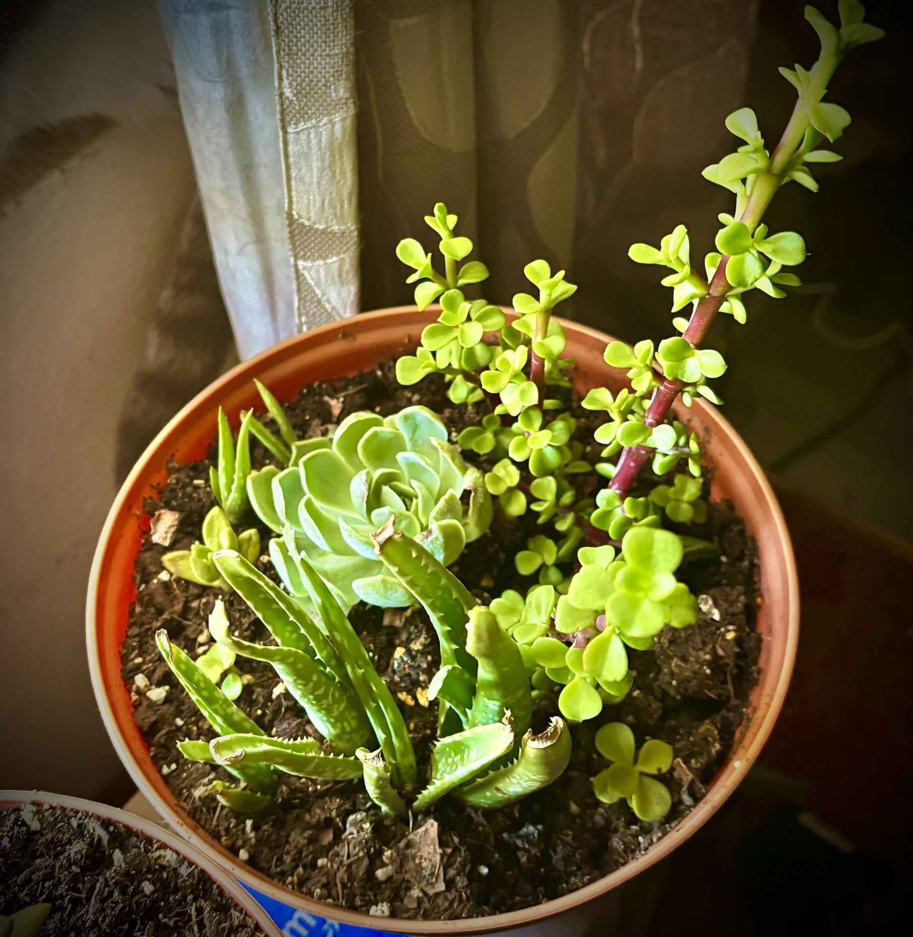 Echeveria succulent, Elephant Food and tiny aloe vera