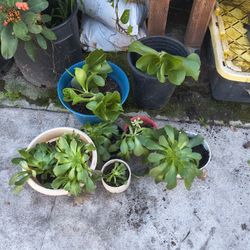 Succulents $10 Each 