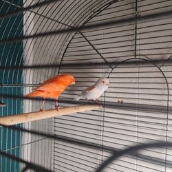 Bird Cage