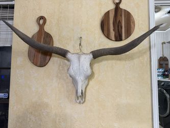 Longhorn Steer Skull Taxidermy Bull Head Horn Western Decor 