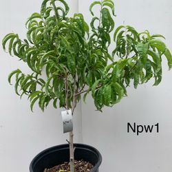 NPW1- White Nectarine Tree 白油桃樹