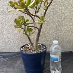Jade Plant