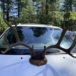 Mule Deer Antlers