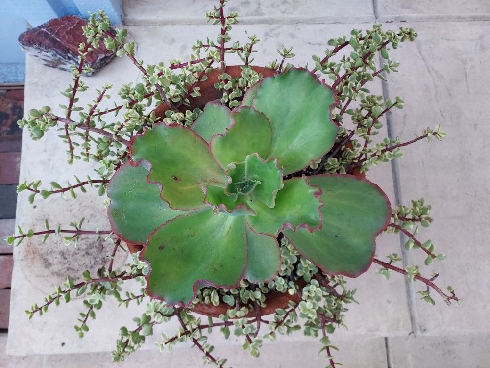 Succulents In Terracotta Pot Ready For Display 