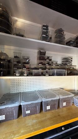 Arachnid enclosure